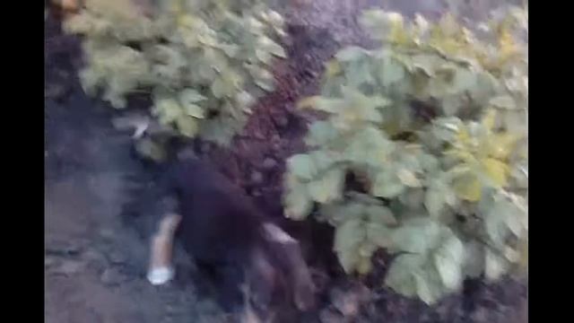 Как окучивать картошку? смотреть онлайн