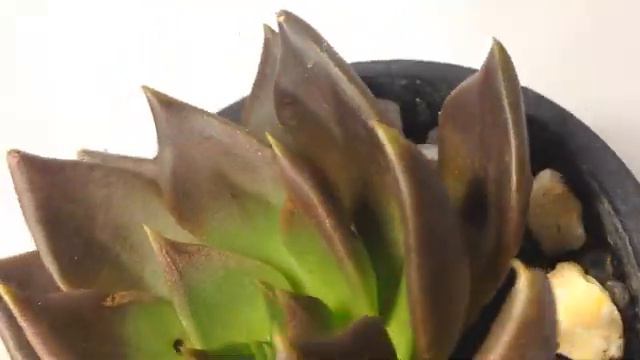 Black Prince Echeveria || Succulent ID & 360 View