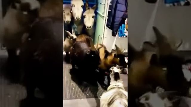 Без масок зашли с пацанами за пивом) смотреть онлайн