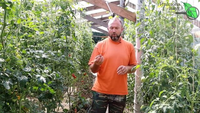 САМЫЕ СЛАДКИЕ ЧЕРРИ 2023 года. Не все самые урожайные, зато все очень-очень вкусные! смотреть онлайн