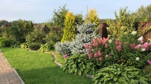 Как добиться пышного и красивого цветения гортензии Ванилла Фрейз. Посадка и уход.Мой опыт