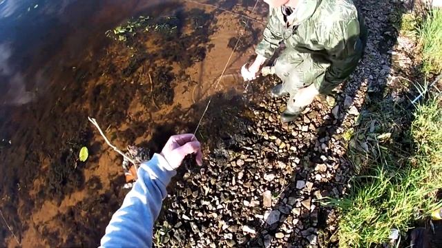 Ловля леща на фидер смотреть онлайн