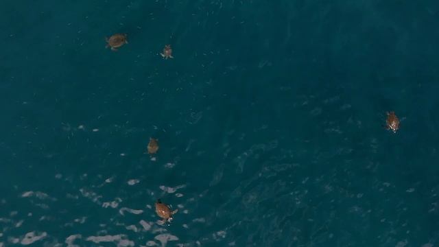Guadalupe Island - A Conservation Success Story смотреть онлайн