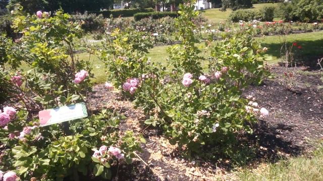 Summer Romance Floribunda: Maplewood Rose Garden смотреть онлайн