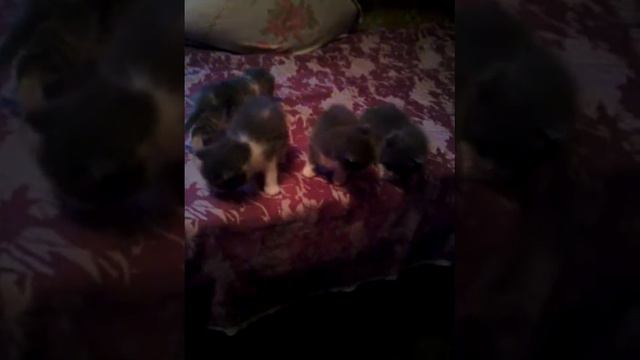 мама кошка дай молока смотреть онлайн