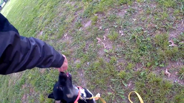 Основы послушания у Шиба-Ину, Послушание и подзыв с электроошейником у метиса Питбуля. смотреть онлайн