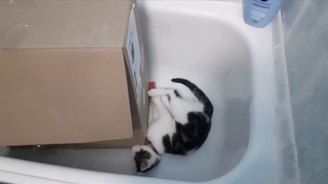 кратко о породе анатолийская кошка. характер на примере котёнка. смотреть онлайн