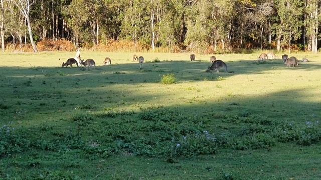 gold coast Australia riding my segway ninebot es1ld past 100s of kangaroos ???? смотреть онлайн