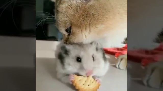 Печенька смотреть онлайн