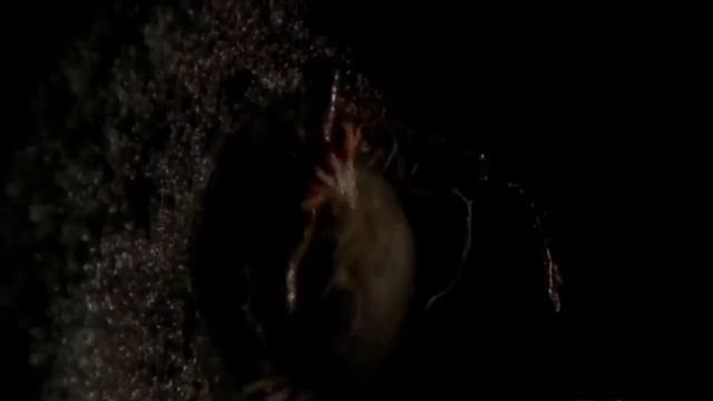 звездонос - крот с очень чутким носом смотреть онлайн