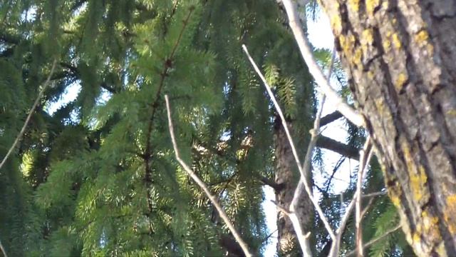 Пара горлиц посреди шумного парка. Цвет оперения. Камера не может настроится... Она не "видит" их!! смотреть онлайн