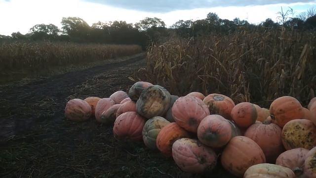 Вопросы и ответы по тыкве. смотреть онлайн