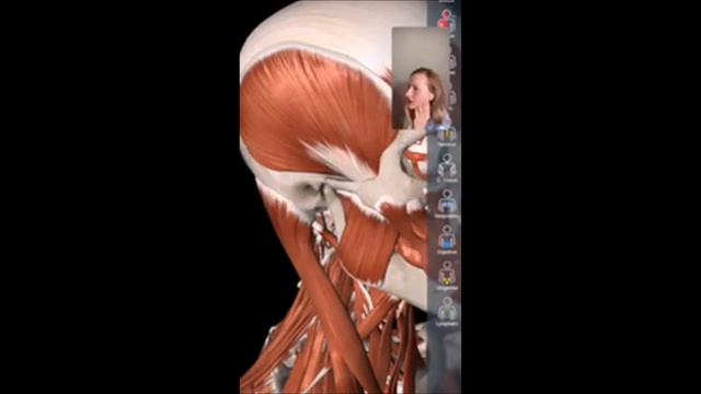 Балансировка жевательеых мышц смотреть онлайн