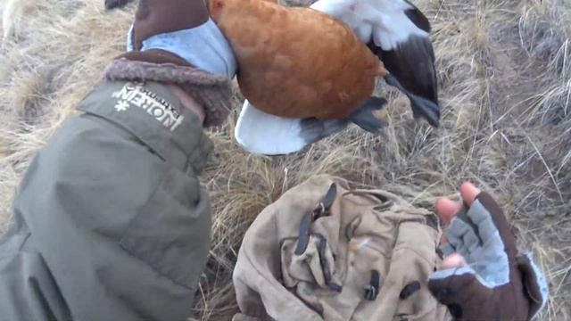 Охота на гуся в осенний период/перелётный гусь. смотреть онлайн