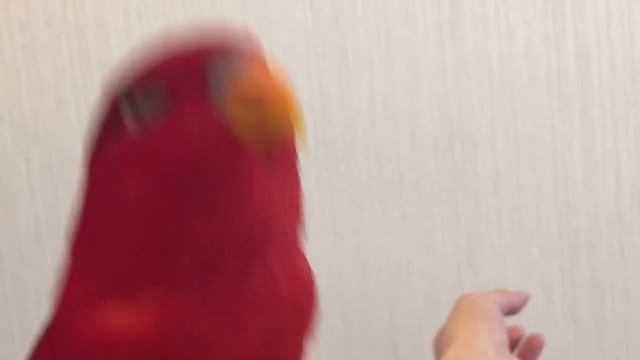 Red birb is KAWAII KAWAII KAWAII... смотреть онлайн