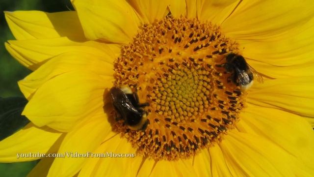 Трудяги шмели и другие насекомые. Скоро осень. смотреть онлайн