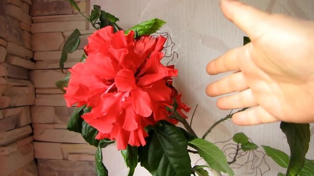 Китайская роза (гибискус). Уход. Как заставить цвести! смотреть онлайн