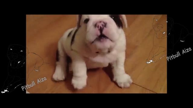 Самый опасный питбуль в мире. ОСТОРОЖНО, там милый щенок. смотреть онлайн