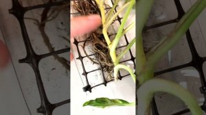 Эпипремнум Годзилла  на опоре✨ #эпипремнум #эпипремнумгодзилла #epipremnum #epipremnumgodzilla