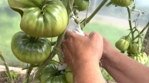 Как подвязать тяжёлую кисть томата ? Тяжело, но можно!