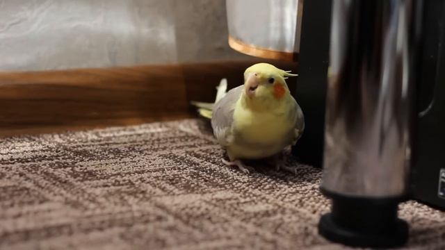 Корелла сердиться/ Сердитый попугай Корелла