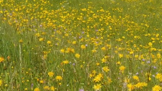 14 Июня День Радости. Скажите Эти Слова. Самое Важное на сегодня | Лунный календарь смотреть онлайн