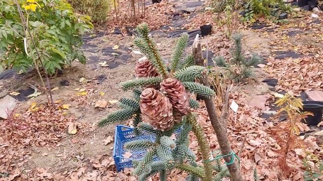 Ялиця іспанська Келеріс. Abies pinsapo Kelleriis смотреть онлайн