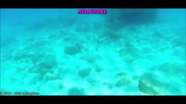 Dima Dark-Forest 11 видео ролик (7.04.2023)