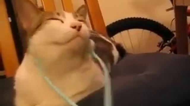 Массажер для кошек, просто класс!!! смотреть онлайн