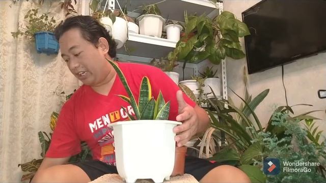 Repotting of Sanseveria Golden flame смотреть онлайн
