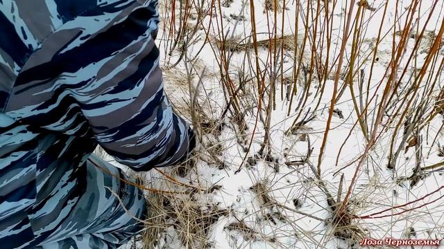 Заготовка прута для плетения корзин и корзинок. Еду на целое поле лозы. смотреть онлайн