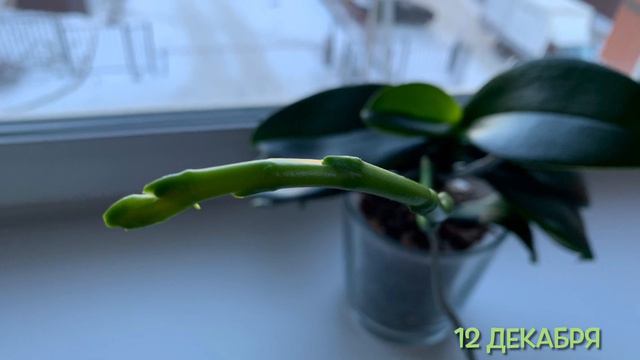 Орхидея Фаленопсис! Несложный Уход ☝️ от покупки до повторного Цветения дома. Покупаем смелее❗️ смотреть онлайн