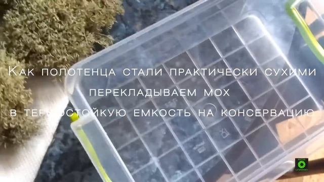 Консервация цветов. Живой мох в интерьере. Стабилизированный мох. Приготовление- часть 2