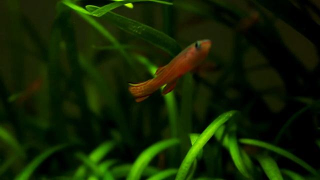 APHYOSEMION STRIATUM - A COLORFUL KILLIFISH смотреть онлайн