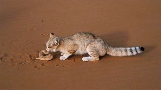 Эксперт по выживанию в пустыне. Маленький хищник - бархатная кошка! смотреть онлайн