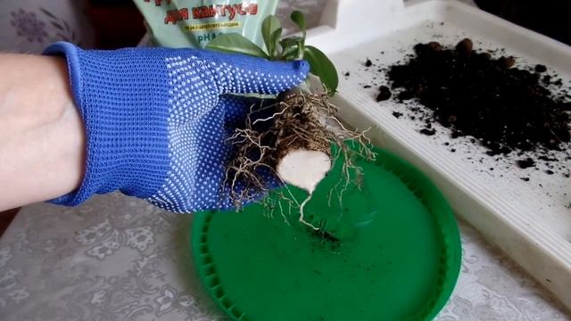 Формирование каудекса (корневой системы) у адениума. Обрезка центрального корня.Учимся вместе. смотреть онлайн