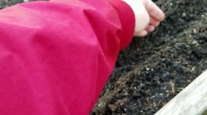 Сеем американский зелёный ЛУК и лук CHIVES ( Шнитт Лук). Шнитт-лук - лук для ленивых.