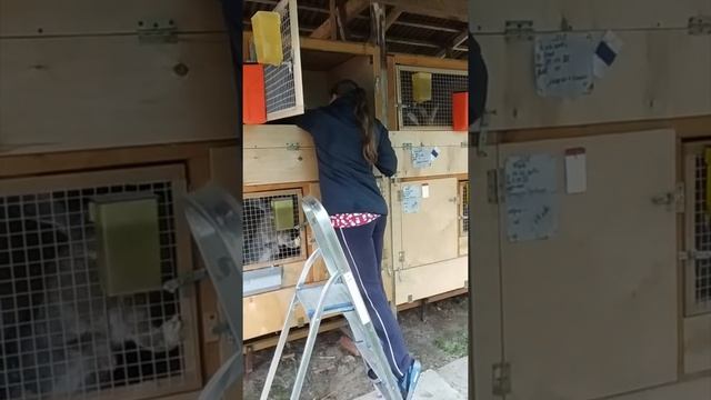 Бургундские кролики: +200 грамм за неделю смотреть онлайн