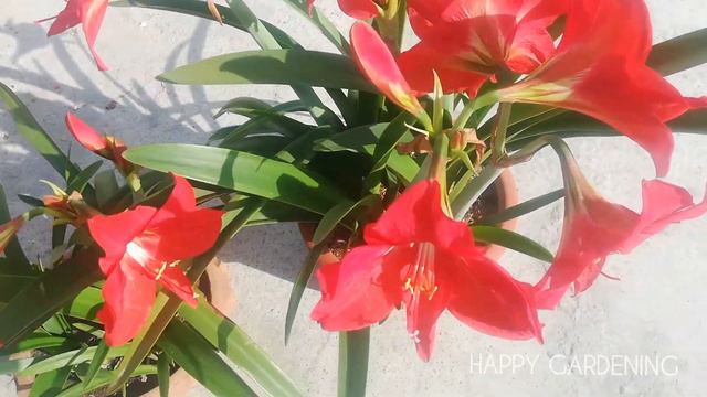 Tips for Massive Flowering on Amaryllis / Hippeastrum @Happy.Gardening #gardening #amaryllis смотреть онлайн