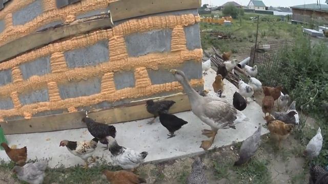 строю курятник утепление стен полинором смотреть онлайн