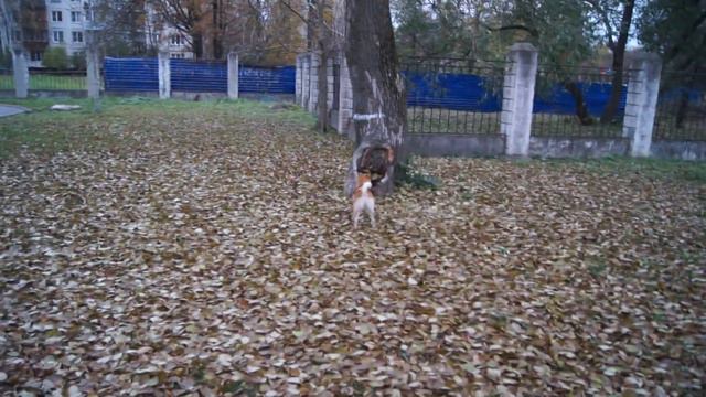 Сиба Ину смотреть онлайн