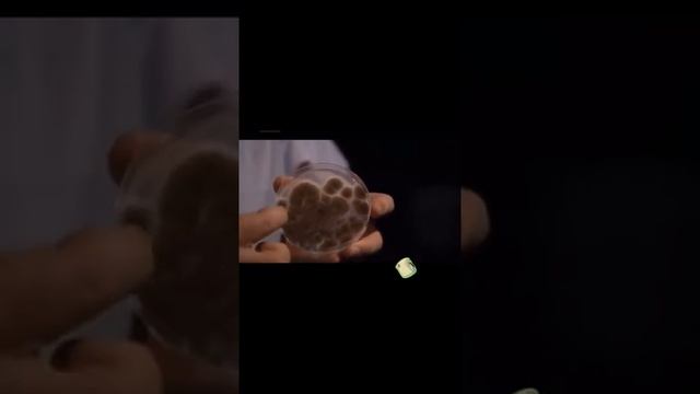 шок смотреть до конца плесень это грибы смотреть онлайн