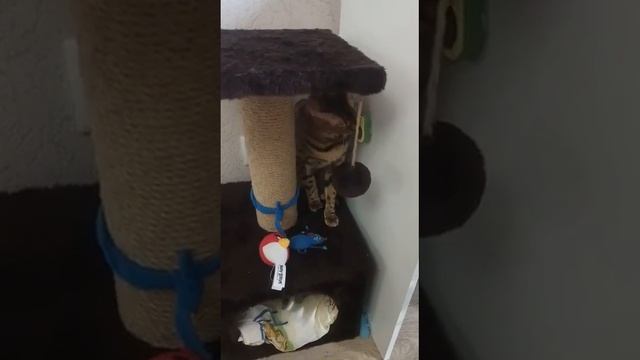 Шарик из валерьянки для кошек. смотреть онлайн