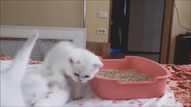 Cute little cats play compilation - милые котята играют сборник смотреть онлайн