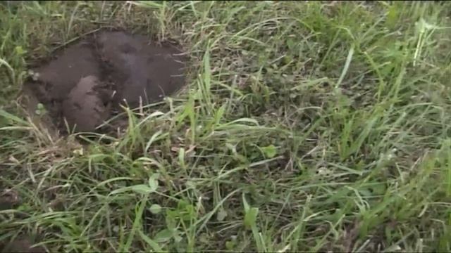 Экспериментальный вечерний коп настройки хп дэус смотреть онлайн