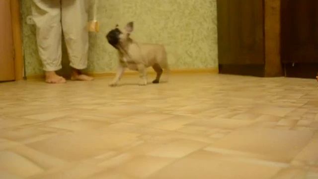 Яркий Фаворит, 2,5 мес смотреть онлайн