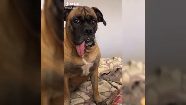 подборка видео и тт немецкий боксер 🥊 смотреть онлайн