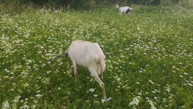 Рассказы о козах. Козанутая. Смех. Юмор. смотреть онлайн