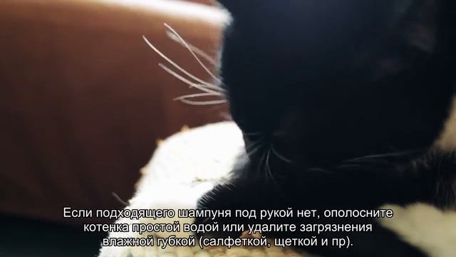 Подобрали котенка с улицы: план действий смотреть онлайн