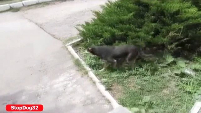 Отпугиватель собак в действии 2